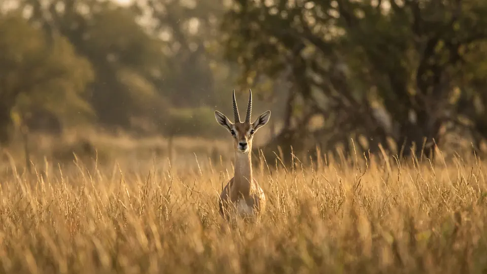 A single gazelle in tall golden grass, looking straight back at the camera.