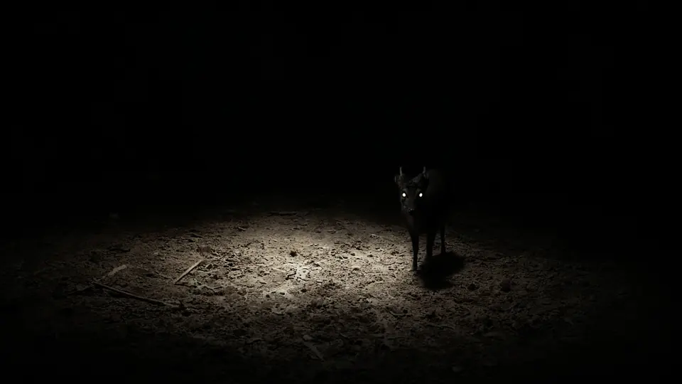 Almost total darkness. At the edge of a spotlight, two small eyes reflect back.